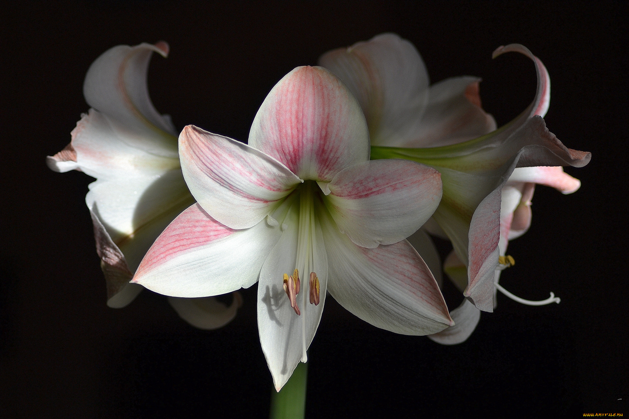 amaryllis 